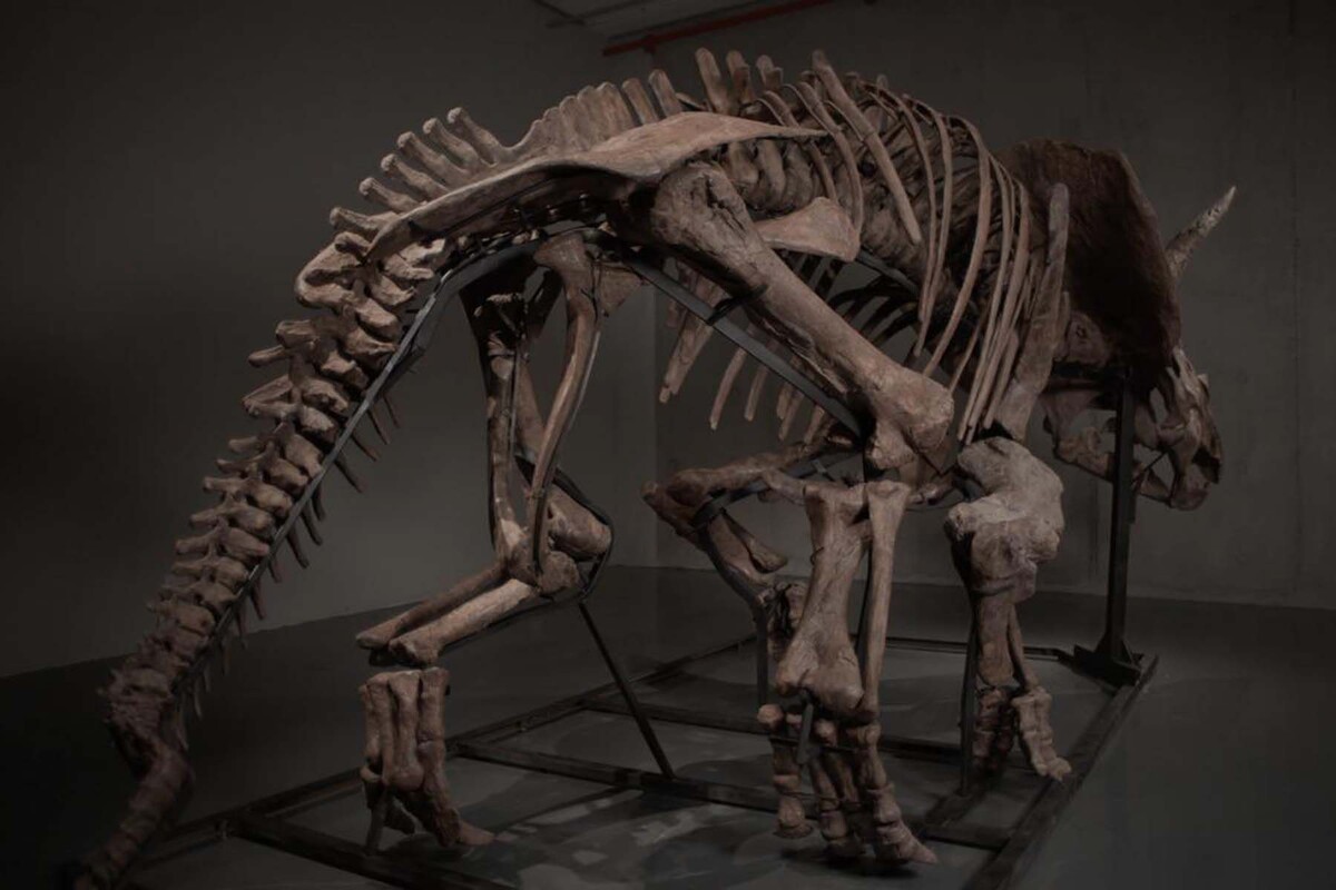  Скелет трицератопса по прозвищу Трей. © JOOPITER
