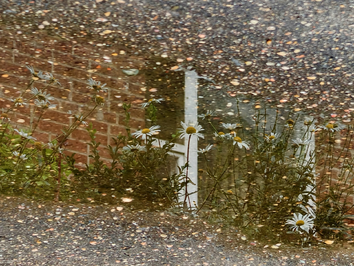 Ромашки в луже