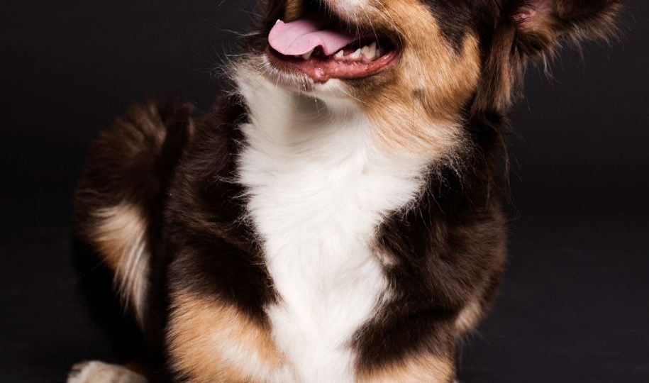 Правда ли, что собак не пускают в храм, потому что это нечистое животное