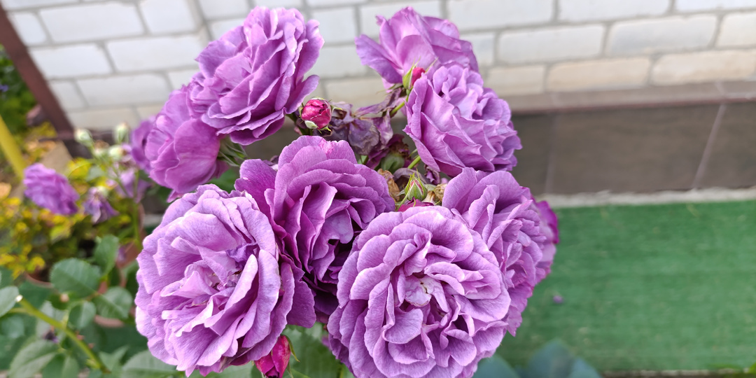 У розы Минерва необыкновенный окрас и интенсивный аромат.