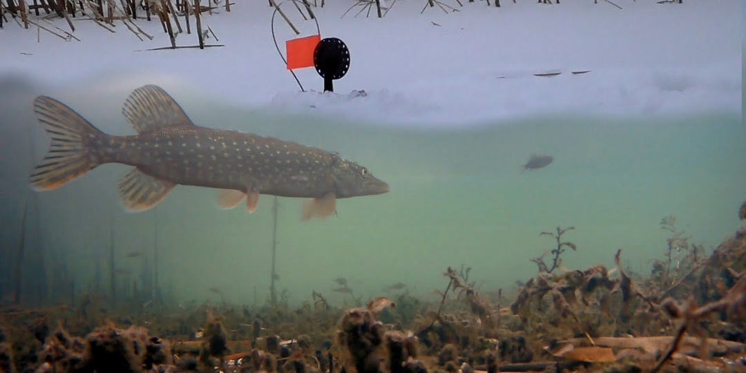 На какого живца лучше ловить Щуку зимой?