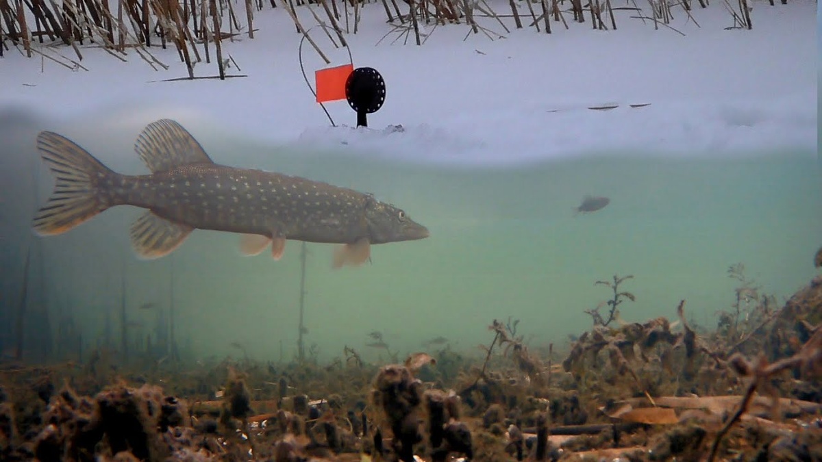 На какого живца лучше ловить Щуку зимой?