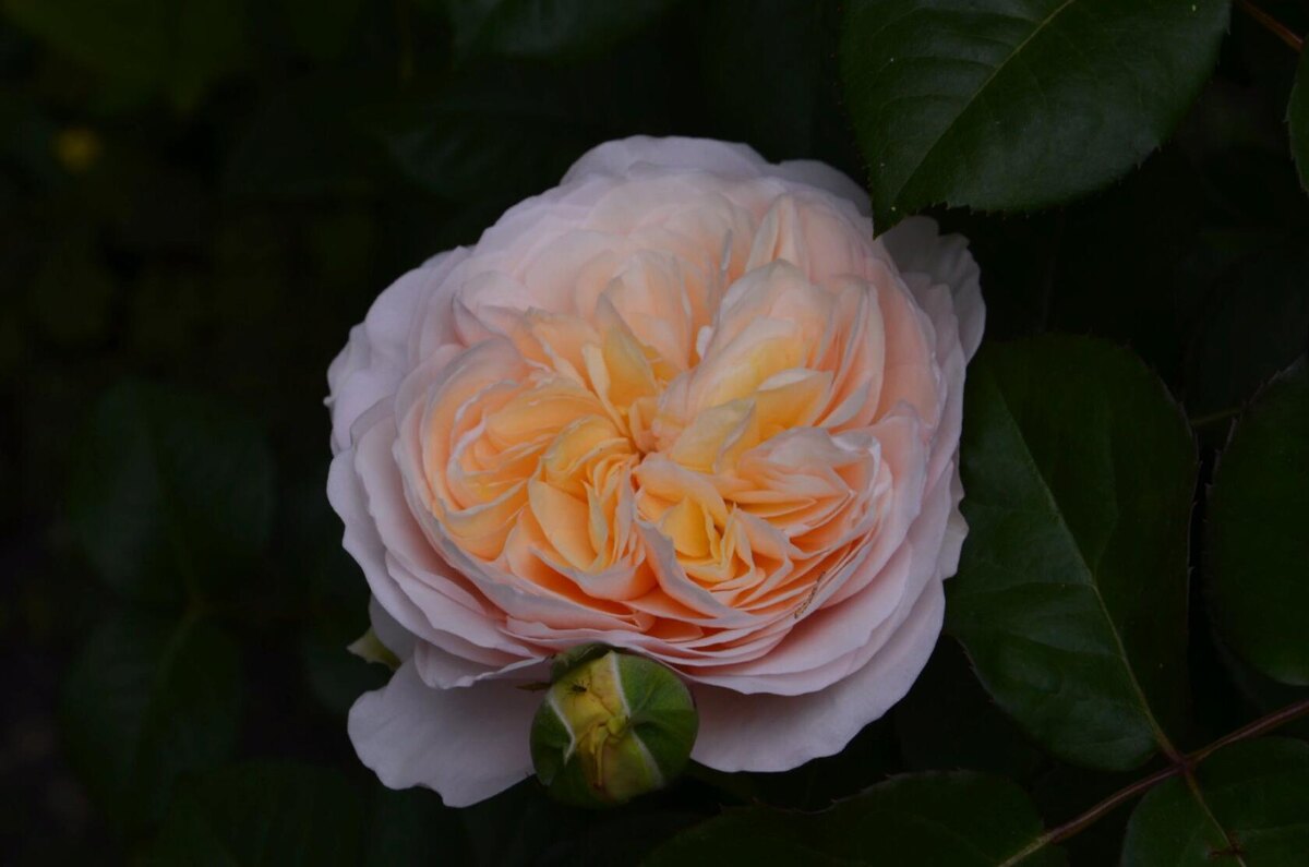 Роза Джульетта.