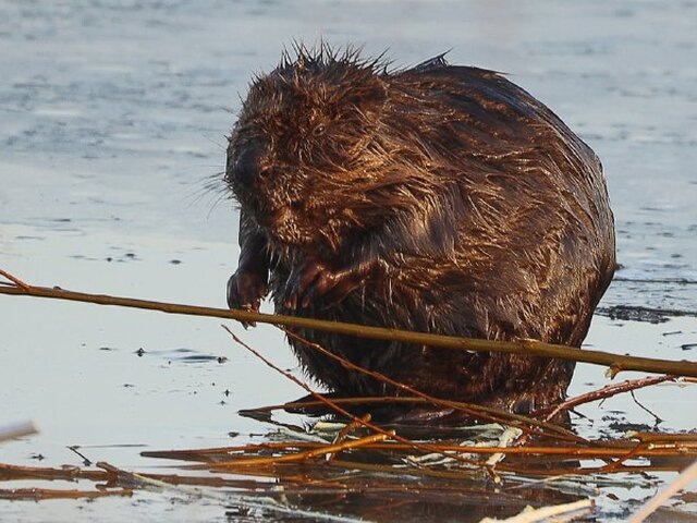    Фото: ТАСС/Марина Лысцева