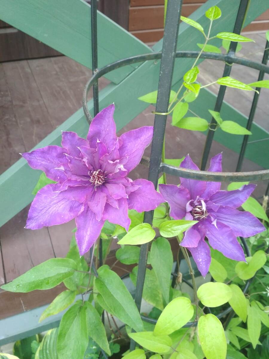 Июнь 2020 г. Клематис Президент.