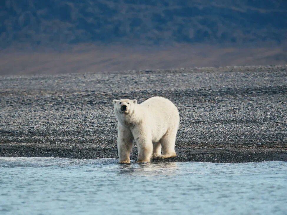 Ежегодно на острове Врангеля рождаются детеныши у примерно 400 медведиц © Вадим Мамонтов
