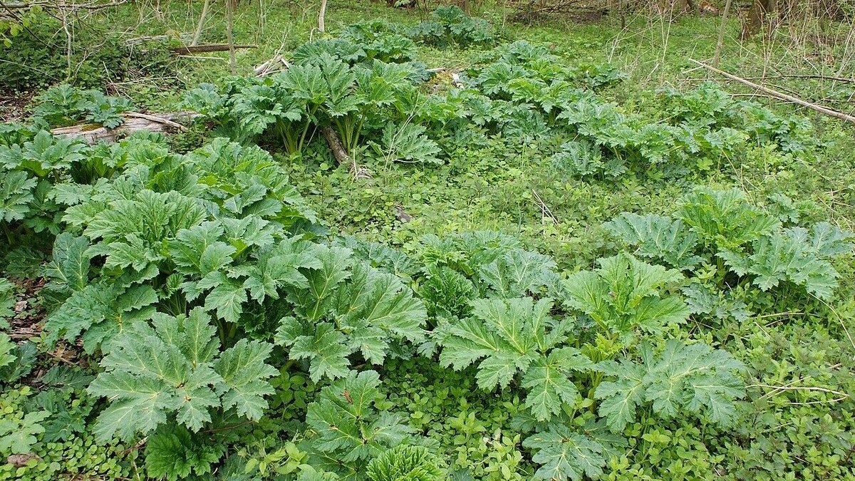    «И не только борщевик»: какие растения ростовчан обязали уничтожать на своих участках   Kenraiz Krzysztof Ziarnek по лицензии CC BY-SA 4.0 / ru.wikipedia.org