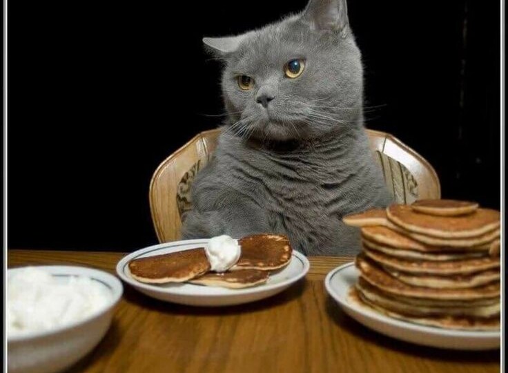 Мемы с котиками