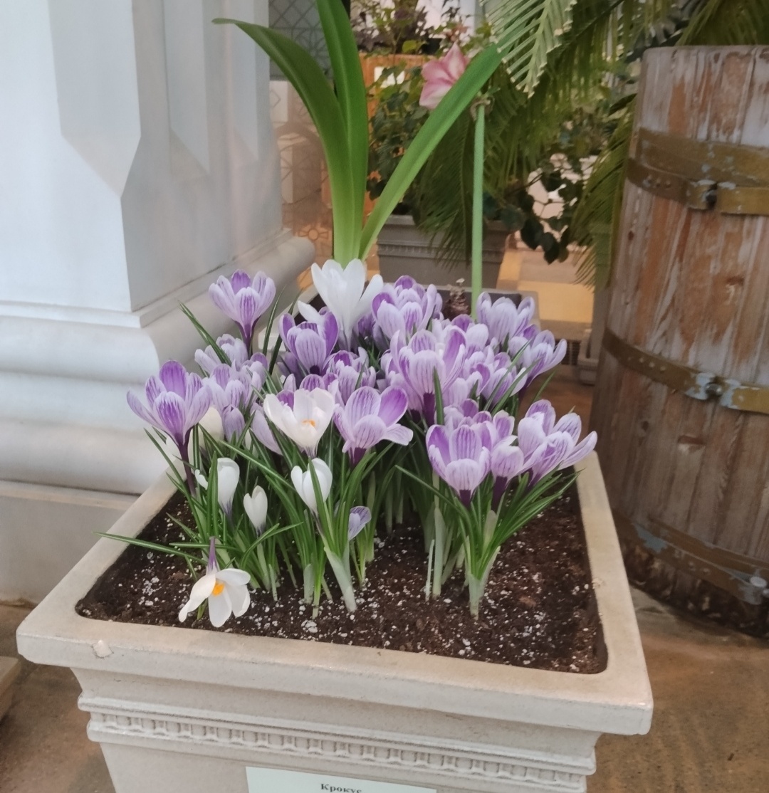 Фото автора. Продолжаю делиться красотой из Царицынской оранжереи