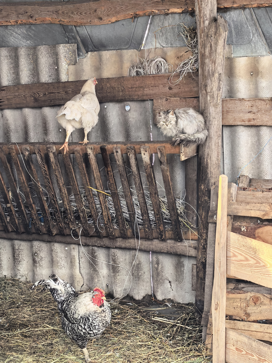 Кошка размером с полкурицы 🙄 Фото из архива автора