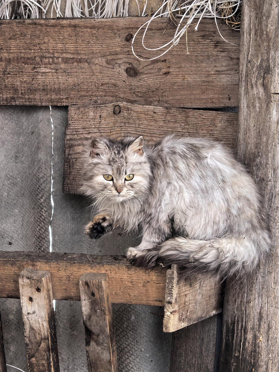 Эх, как хороша! Фото из архива автора