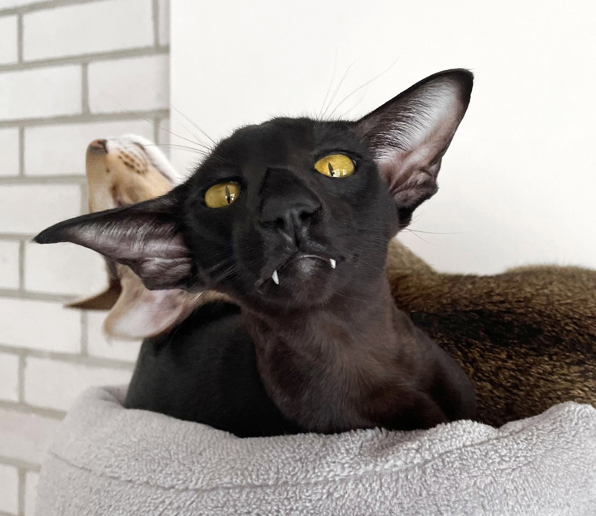    Чтобы понять кошку, нужно знать ее язык тела и особенности звуков, которые издает питомец