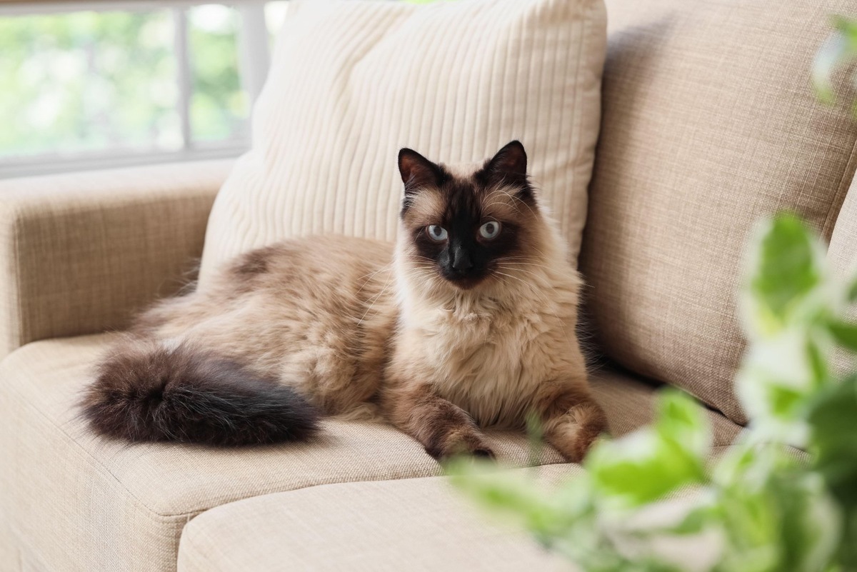    Позы кошки могут многое сказать опытному владельцу