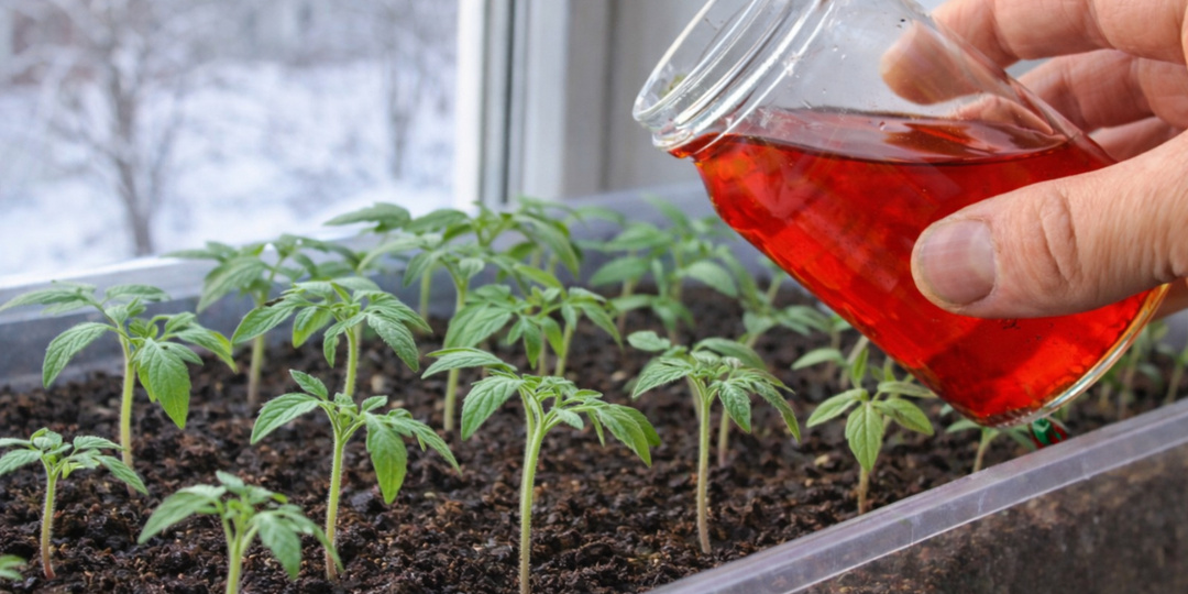 РАССАДА ТОЛСТЕЕТ НА ГЛАЗАХ! 🌱 За неделю СТЕБЕЛЬ ТОЛЩЕ КАРАНДАША. Поливаю простым настоем