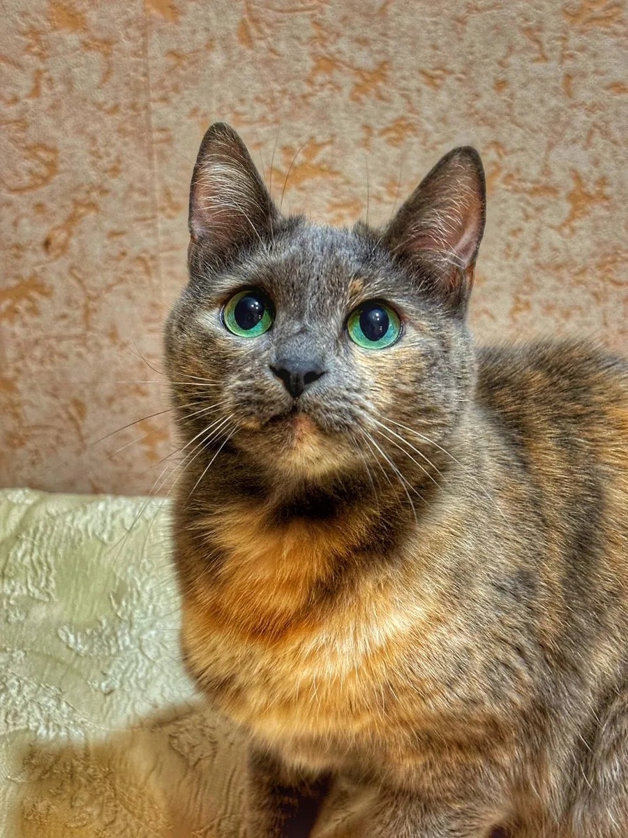 Почему трёхцветными бывают только кошки? Генетика простыми словами: хромосомы, инактивация, мраморный окрас и зелёные глаза. История Манечки — кошки, в которой гармония стала видимой. Читайте в блоге «Жизнь с лапками» 🐱🧬✨