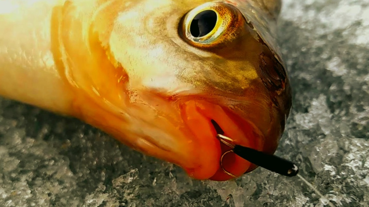 Лещ клюнул на чертика