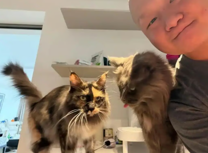 Котоняня машет в камеру вместе с котами для владельцев