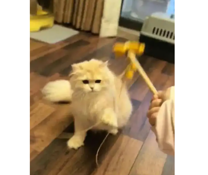 Пиграть с котом 15 минут, хозяин смотрит по видеосвязи