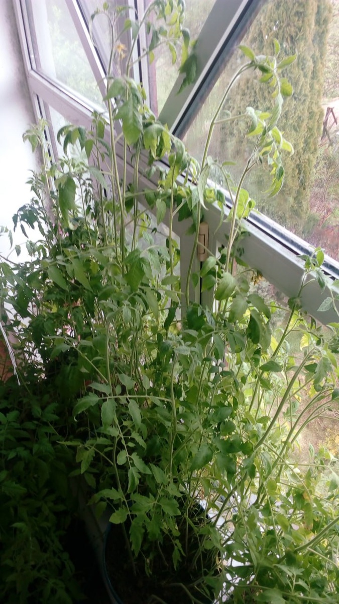 Это рассада... Бывают в жизни огорченья 