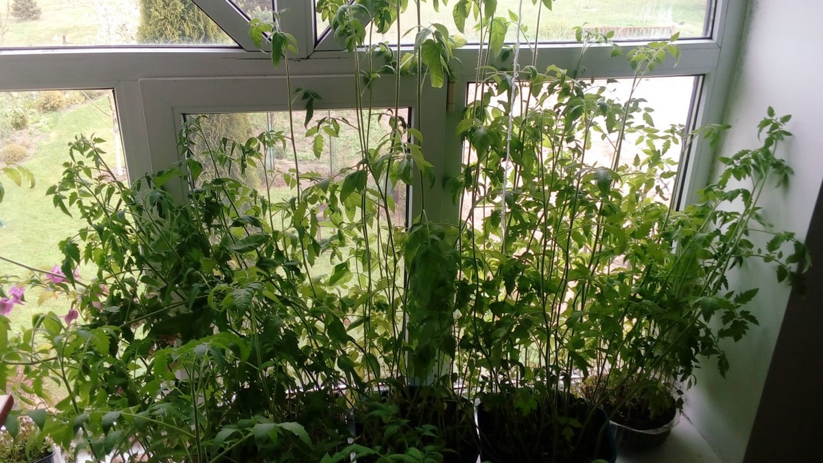 Рассада томатов в 1,5 м. Такого вы еще не видели. И, надеюсь, не увидите👀 