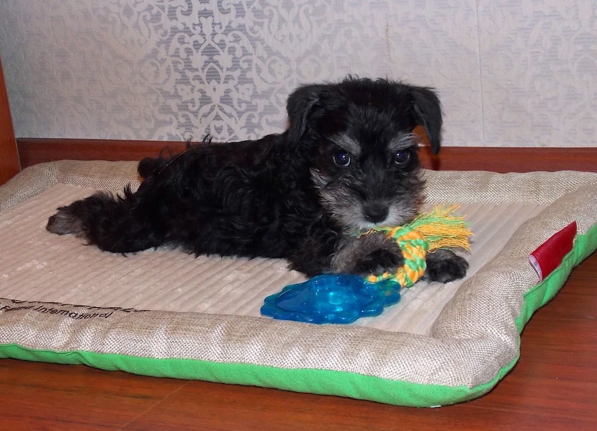 Малютка Джесс