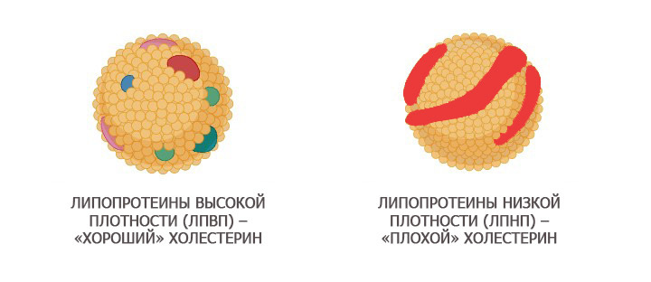 ЛПНП — это «плохой холестерин», который доставляет жиры из печени к клеткам. Его избыток опасен тем, что он оседает на стенках сосудов, образуя бляшки, что ведет к атеросклерозу, инфаркту и инсульту. Для сохранения здоровья сосудов важно контролировать его уровень через питание и регулярные анализы. Фото: Pinterest.com