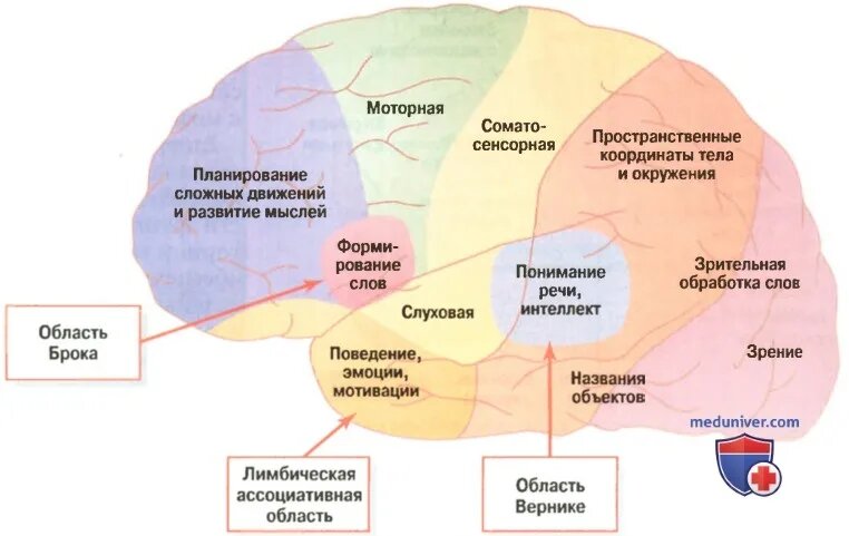источник фото - https://meduniver.com/Medical/Physiology/1063.html