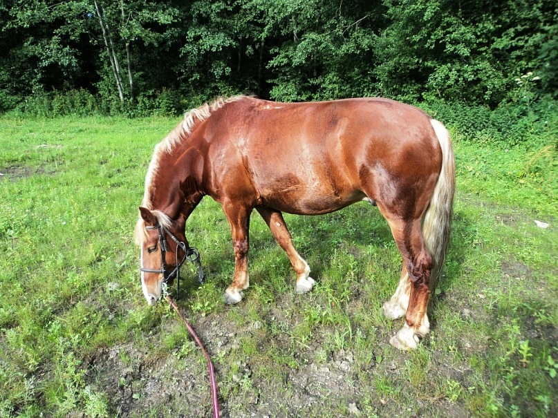 Разгул, пасется