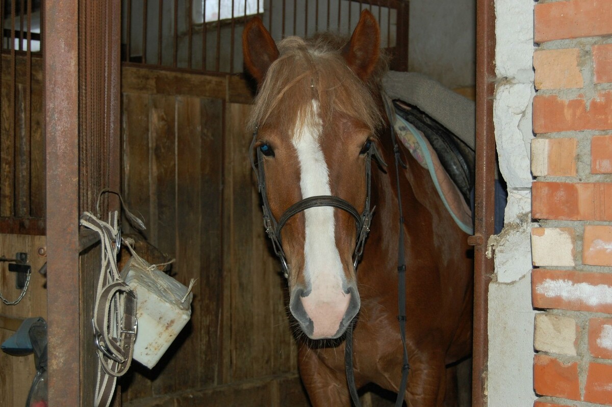 Разгул. В деннике. Там еще есть фото, листайте