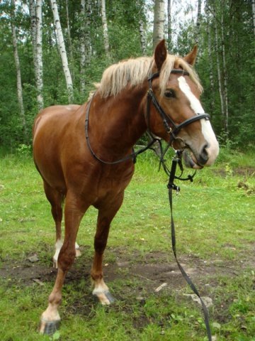 Наверно опять пасется)