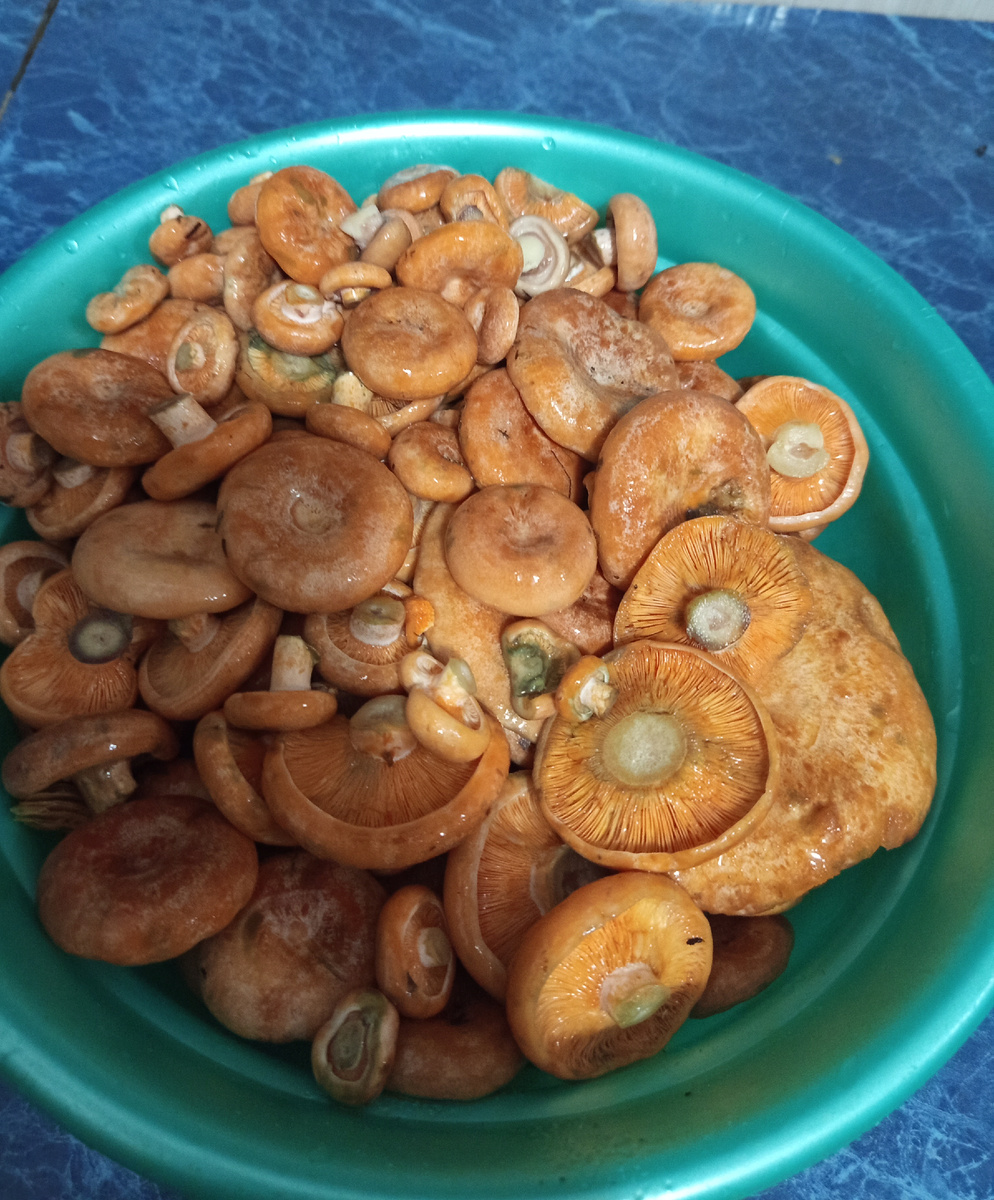 Рыжики. До чего хороши!!!!! 