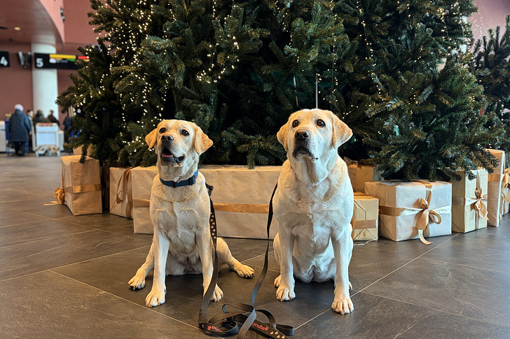    Спарта и Инга   
Ульяна Лавцевич/ ТАСС