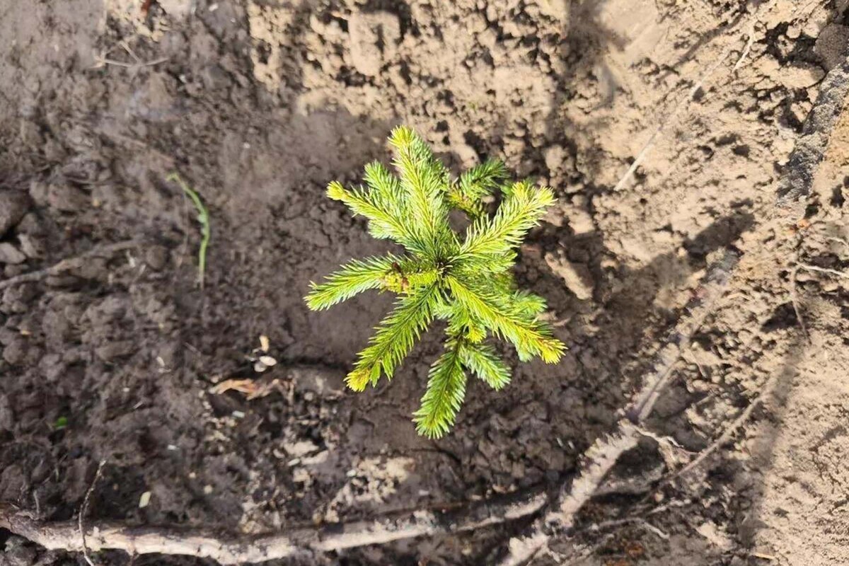  © Минлесхоз / Telegram