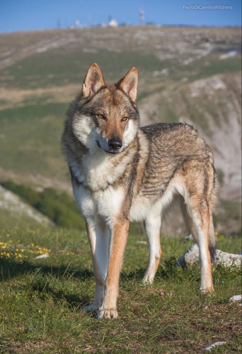 Картинка из открытых источников