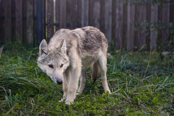 Картинка из открытых источников 