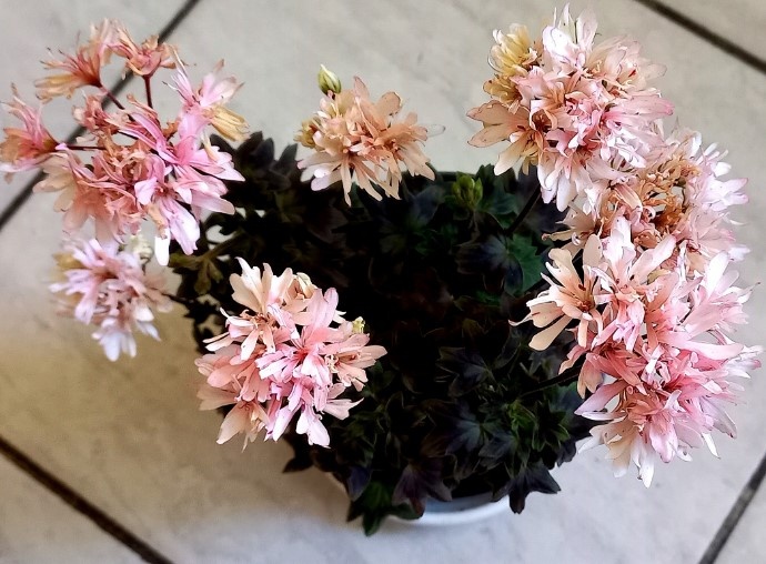 так чУдно она цвела.