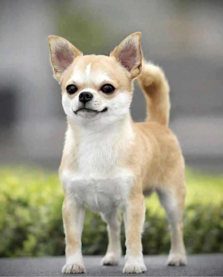 Картинка из открытых источников