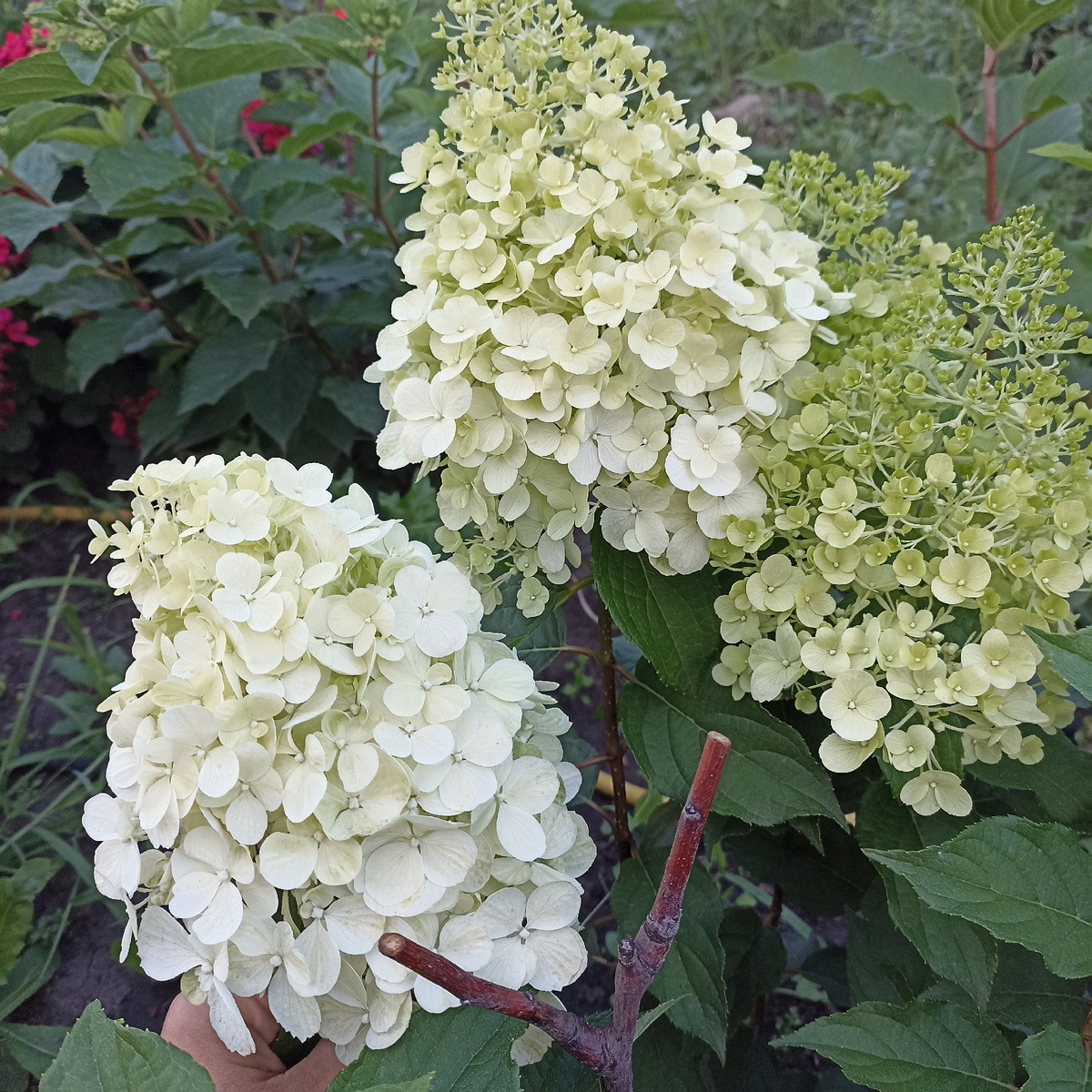 Гортензия из соседских черенков, название утеряно, метёлки практически не розовеют и к концу цветения уходит в зелёный. Может кто узнаёт сорт напишите мне, буду очень благодарна. 