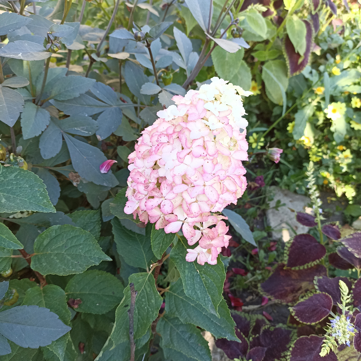 Это моя Фрайз Мельба порозовела. 