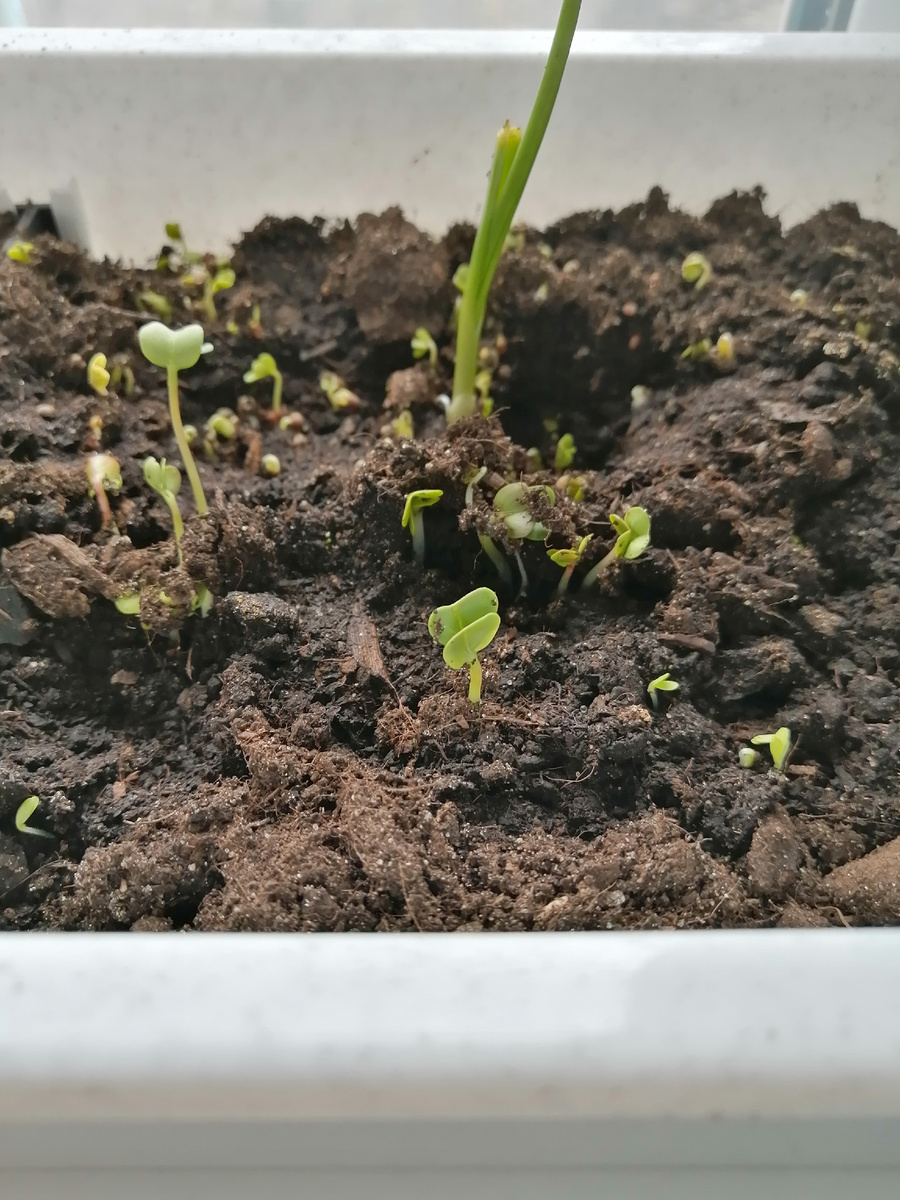 Вот он, тот первый оконно-балконный огородик, точно сейчас уже не помню, что это тут всходит на этом фото