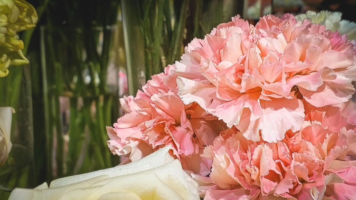    В среду в Белгороде стартует цветочная выставка   bel.ru