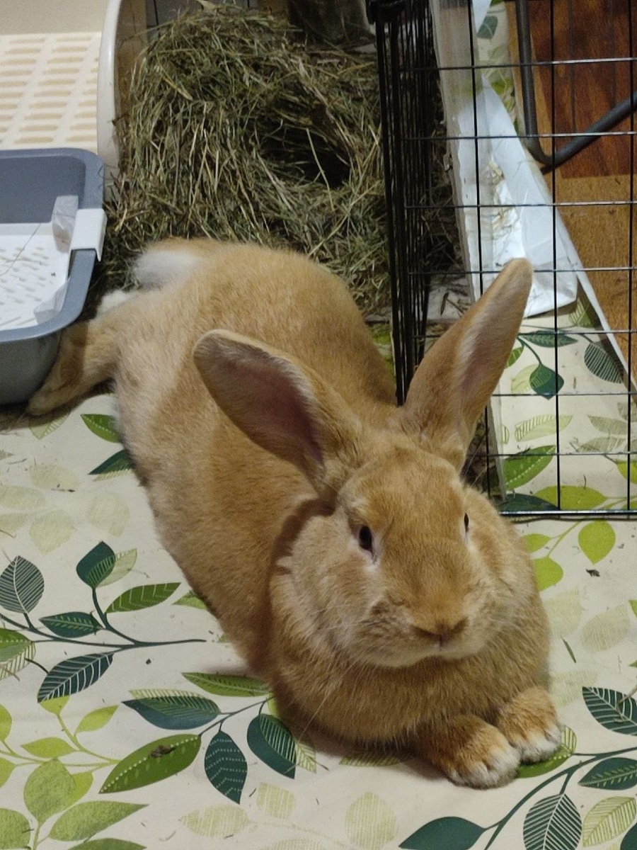 Кажется я буду теперь у вас жить...