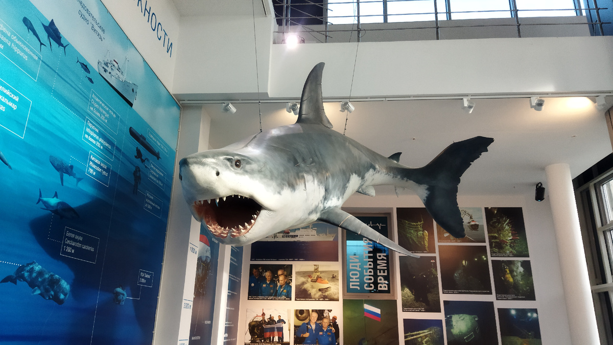 Большая белая акула приветсвовала посетителей экспозиции "Глубина". 