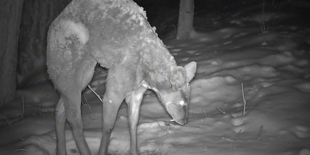 Заповедный дайджест. Февраль 2026