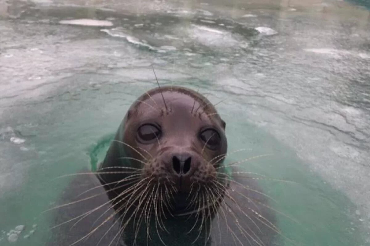    Тюленям нужен новый дом: Калининград просит федеральную поддержку
