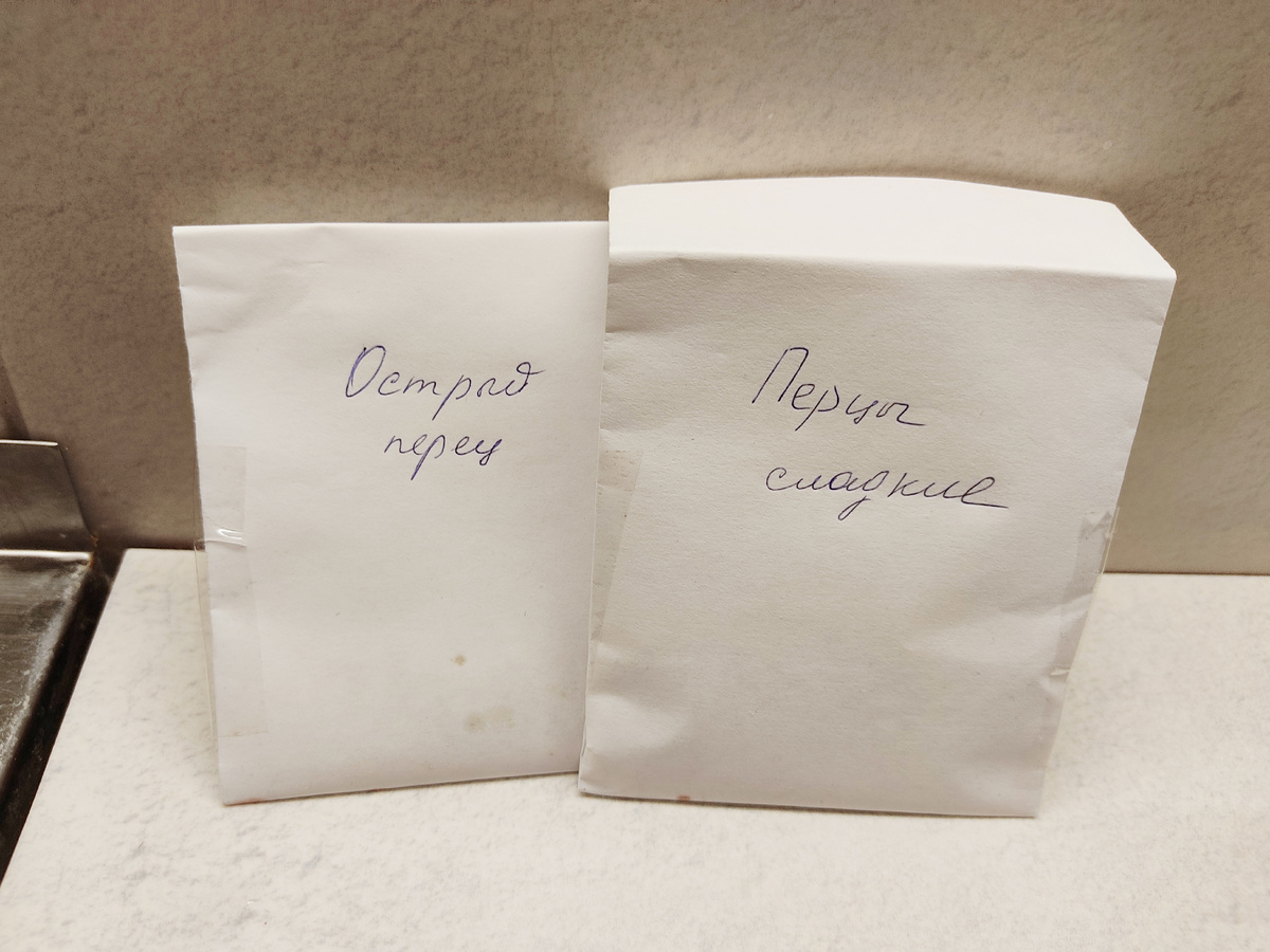 Рассада перца. Фото канала Белорусский домик. Семена перца