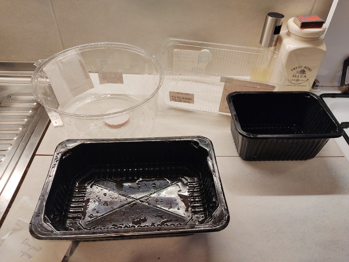 Рассада перца. Фото канала Белорусский домик. Ёмкости под рассаду