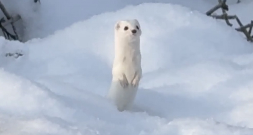    Фото: скриншот с видео ВК Народного фронта Владимирской области