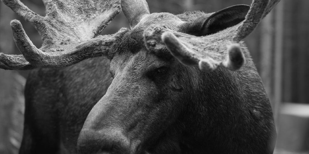 История борьбы за «Лосиный остров»