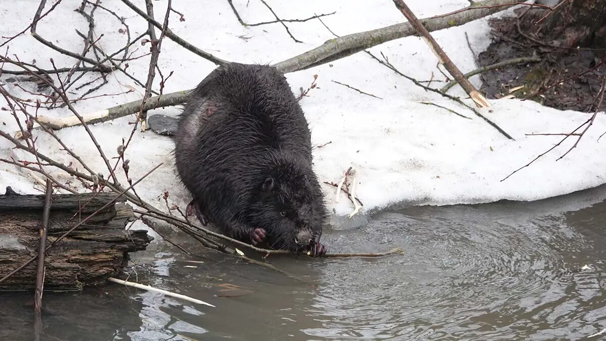    Источник: vm.ru/ Юрий Карпов